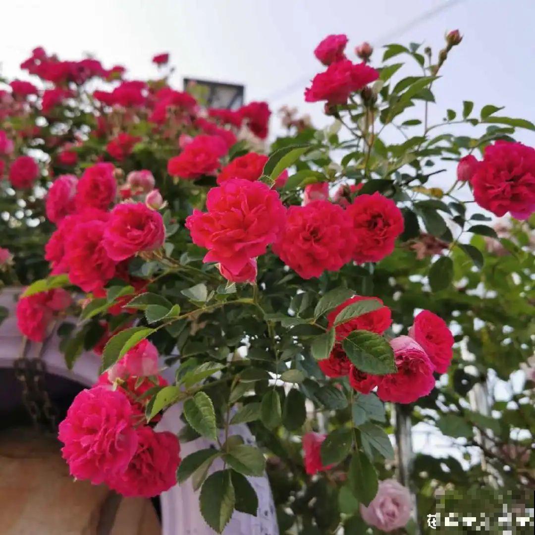 50年的桂花树,卖了5万块钱,大家觉得值吗? 50年的桂花树,卖了5万块钱,大家觉得值吗?