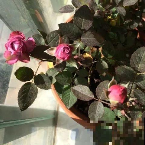 养花叶子突然发黄，赶紧救，还有希望！