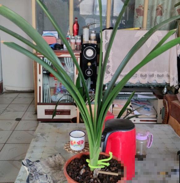 君子兰生长不佳，就喂一些“醋”，根系更壮硕，花朵更艳了