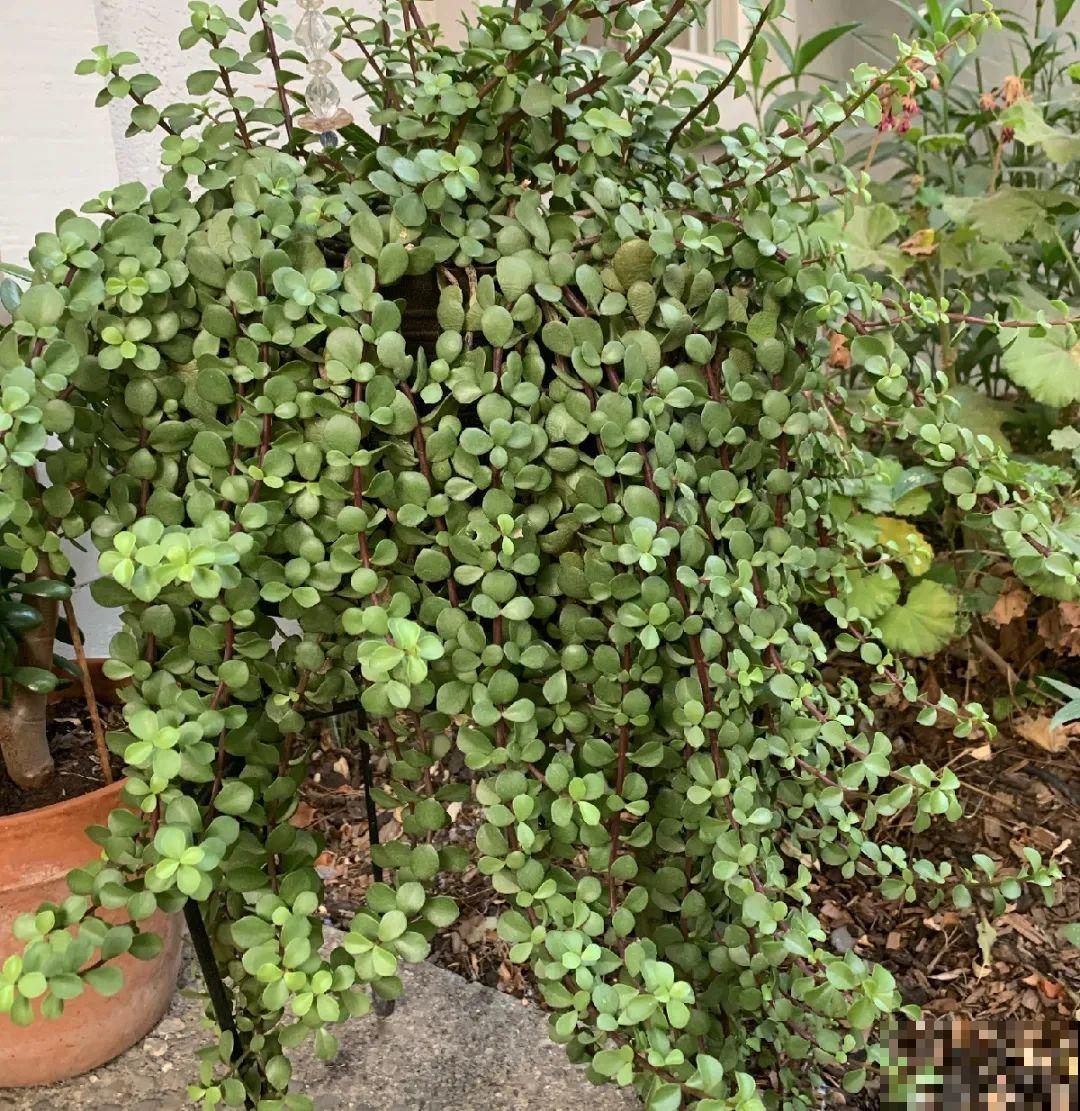 金枝玉叶开花了,特罕见,比雅乐之舞还美! 金枝玉叶开花了,特罕见,比雅乐之舞还美!