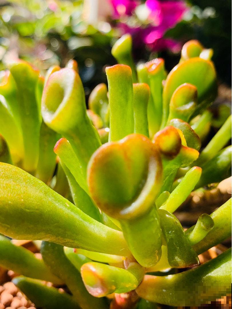 1种吸财树,叶子猛晒红彤彤,养在家里寓意好 1种吸财树,叶子猛晒红彤彤,养在家里寓意好