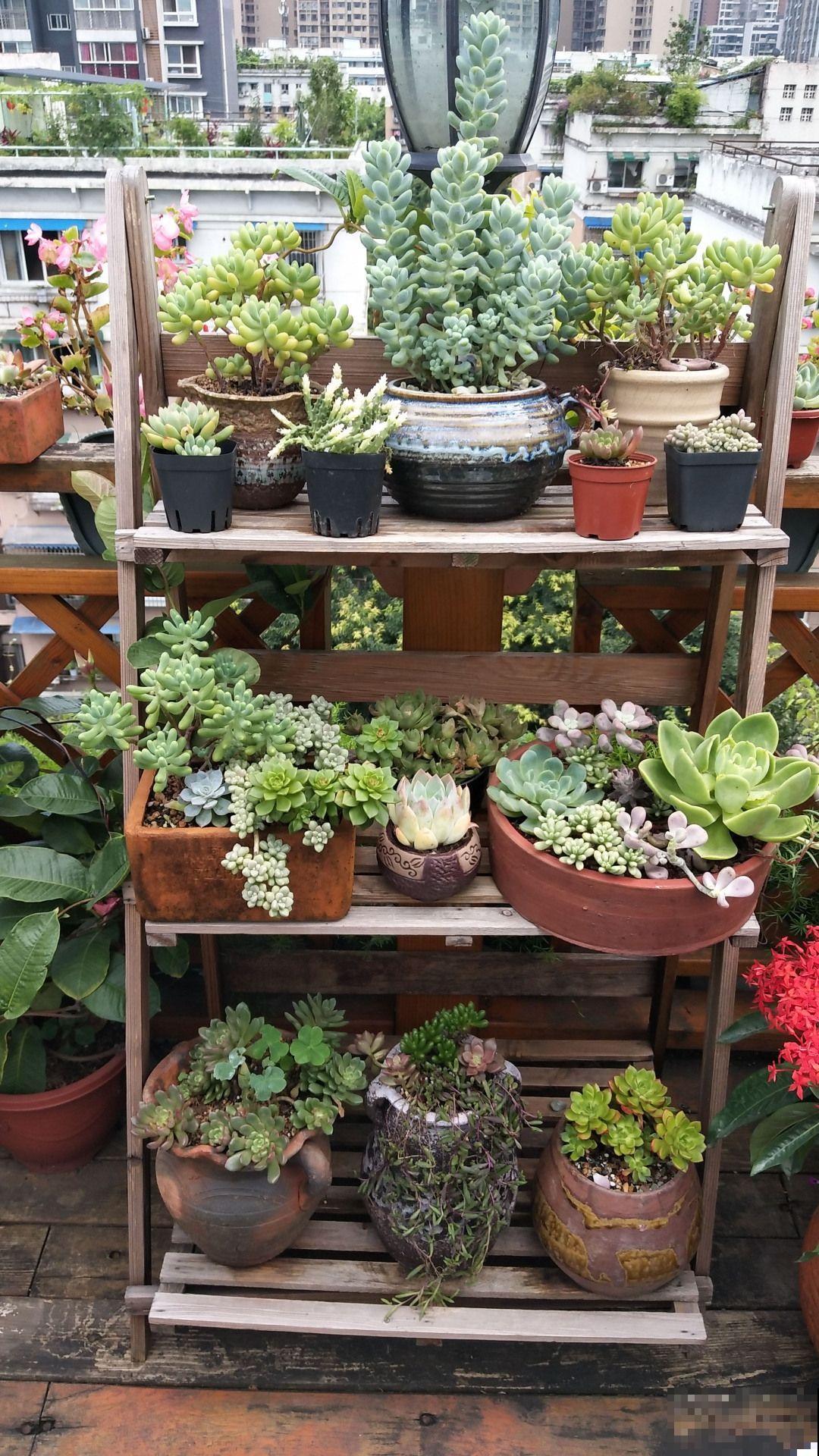 院子种花草要规划好，记住这5点，才能越养越开心