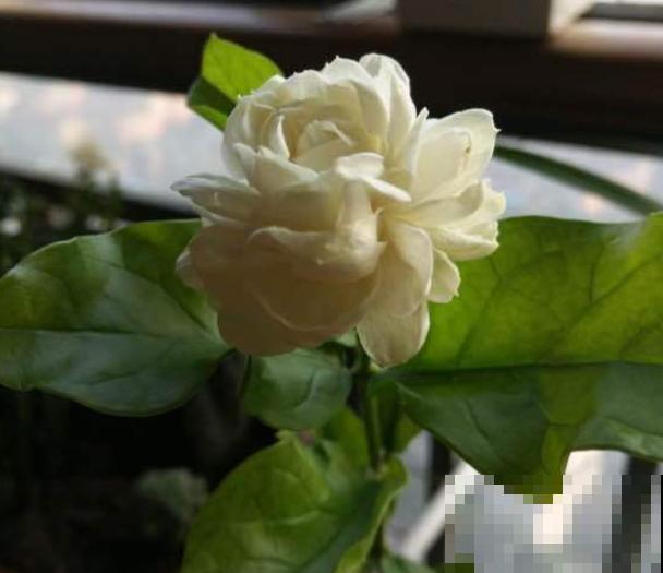 家里有异味，养上3种花，堪比香水味！