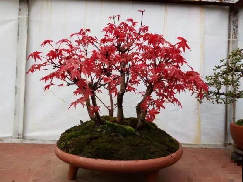 4种花养成老桩，价格能翻好几倍，开花也更多