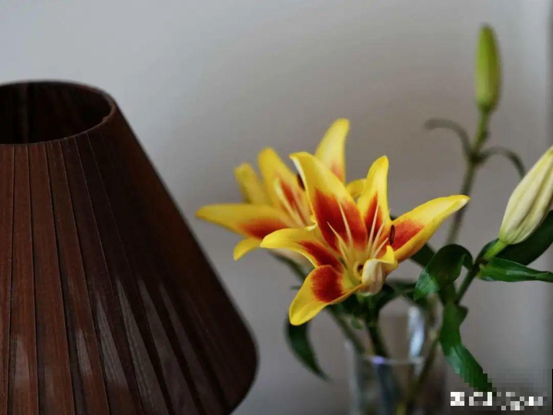 再穷也要养长寿花，寓意好、开花美，养人又养家！