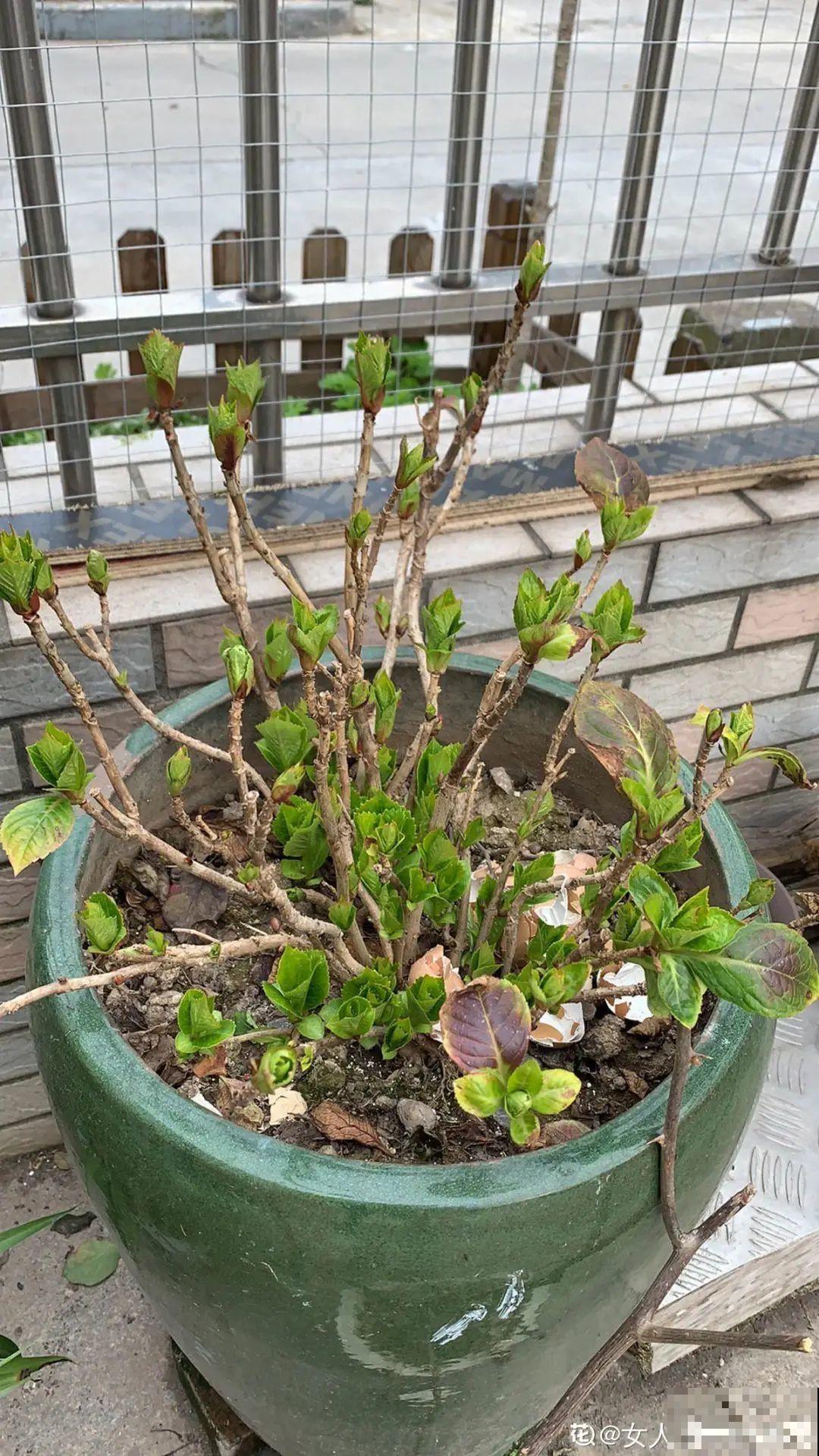 秋天开始降温了,9种花放外面冻一冻,开出饱满大花球 秋天开始降温了,9种花放外面冻一冻,开出饱满大花球