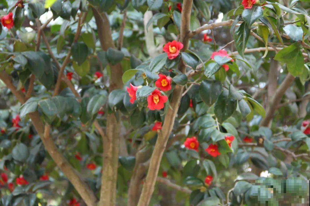 你在哪个城市，最适合养的花就是它！