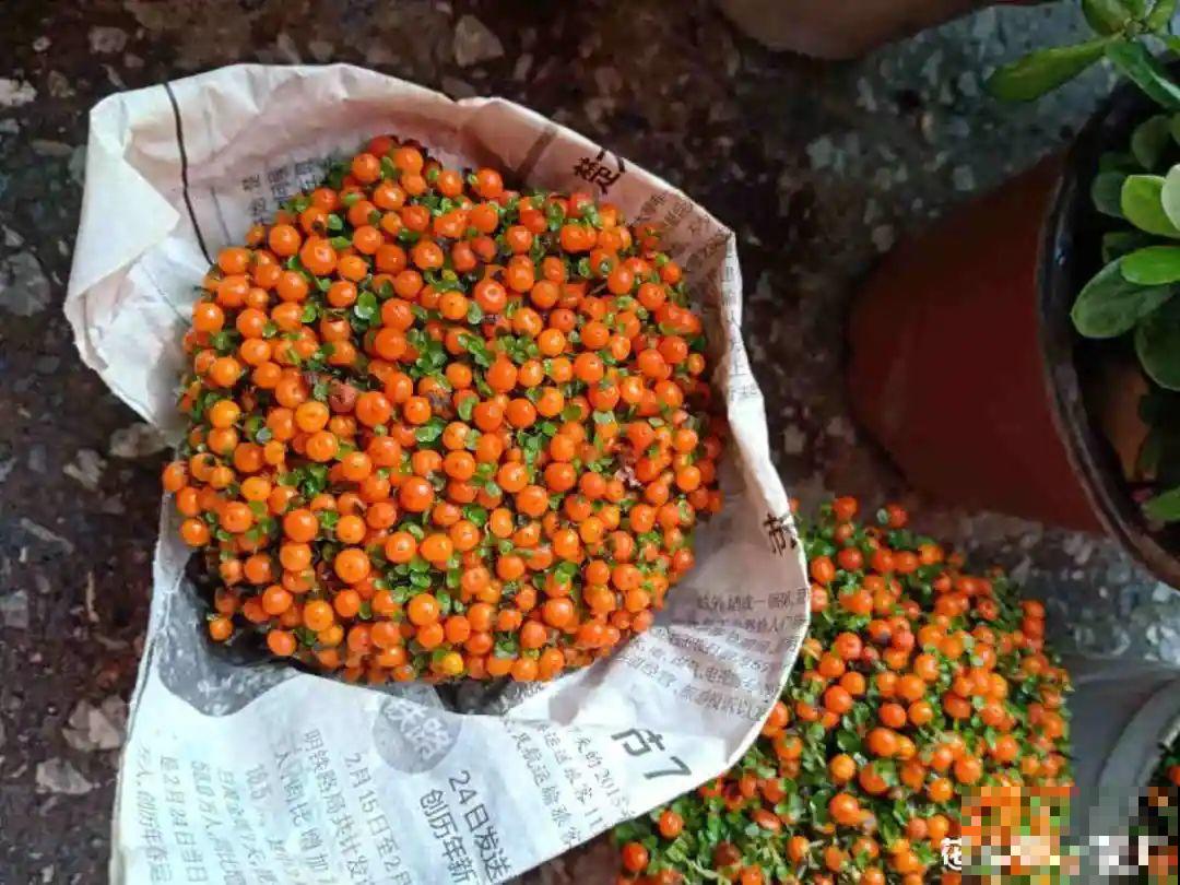 50种冬天开花植物,天冷了,照样冒花苞! 50种冬天开花植物,天冷了,照样冒花苞!