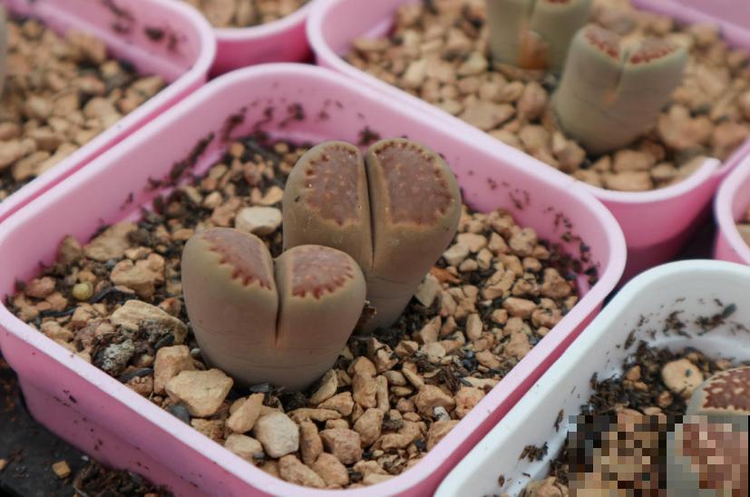 生石花开花别错过，抓紧时间授粉，结出种子美滋滋！