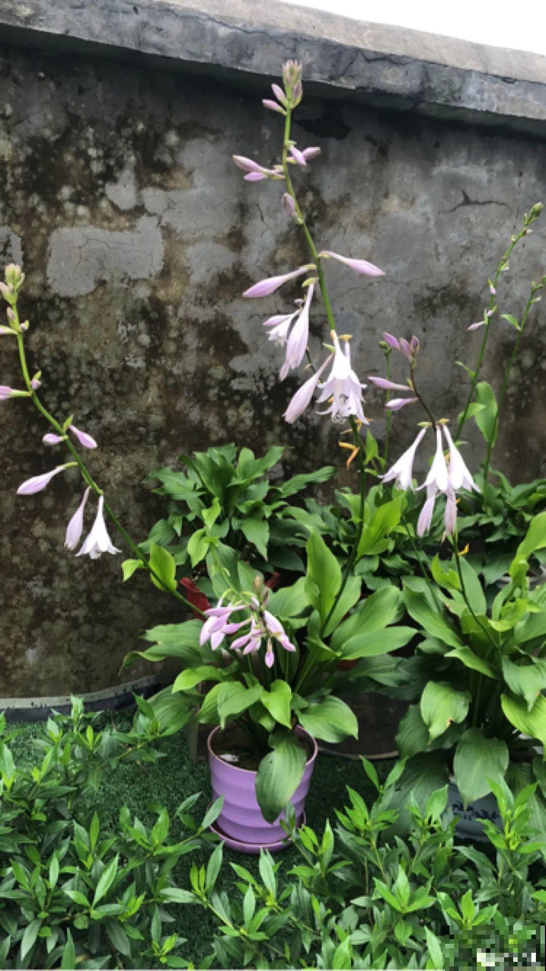 老祖宗留下来的养花谚语,真准! 老祖宗留下来的养花谚语,真准!