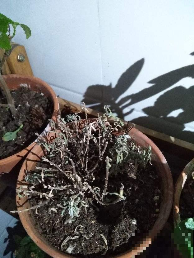 绿植过冬有讲究,太暖和,绿植也能得“暖气病”! 绿植过冬有讲究,太暖和,绿植也能得“暖气病”!