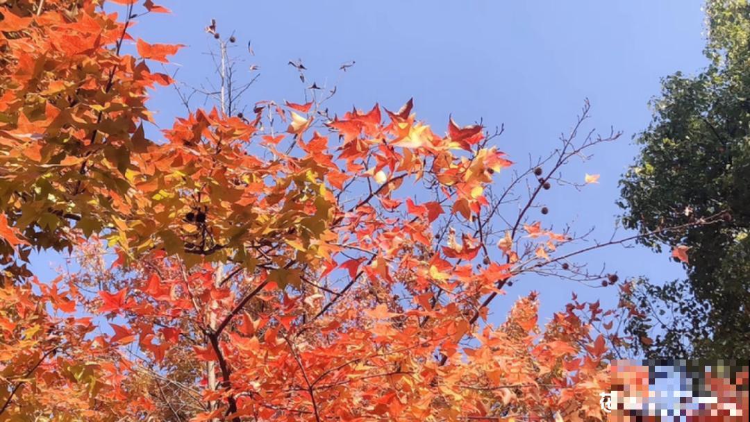 越晒越美的花，扔太阳底下晒着，红红的特好看！