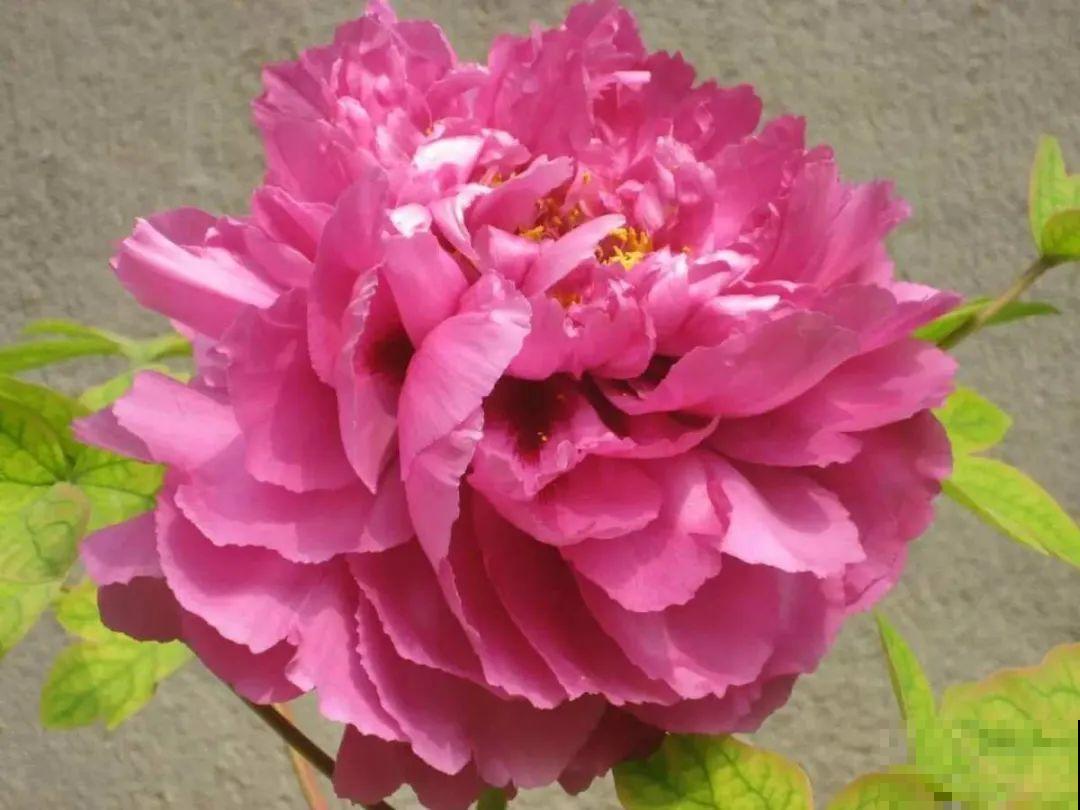 20种花特耐寒，放外面冻一冻，开花更多