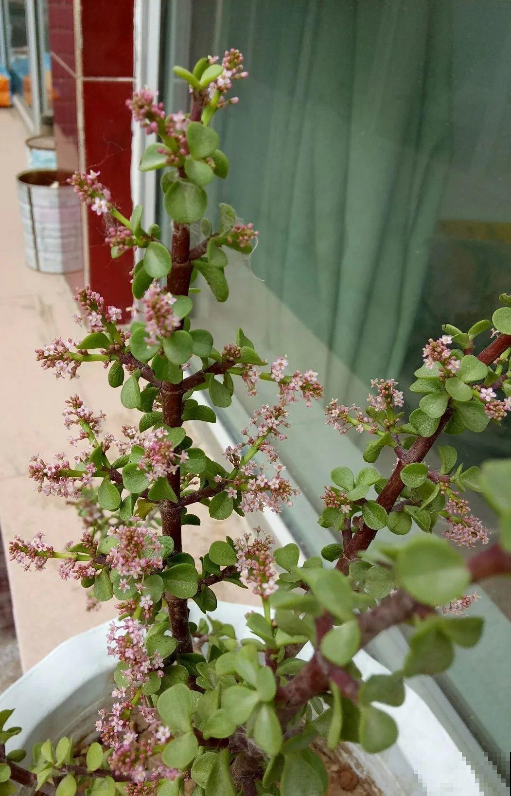 金枝玉叶开花了,特罕见,比雅乐之舞还美! 金枝玉叶开花了,特罕见,比雅乐之舞还美!