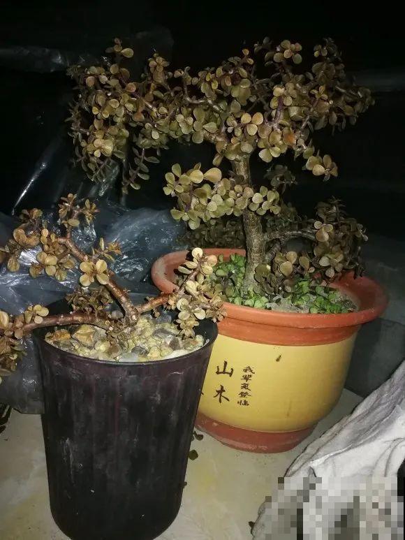 秋天降温快，家里养这9种花，要赶紧搬进屋了