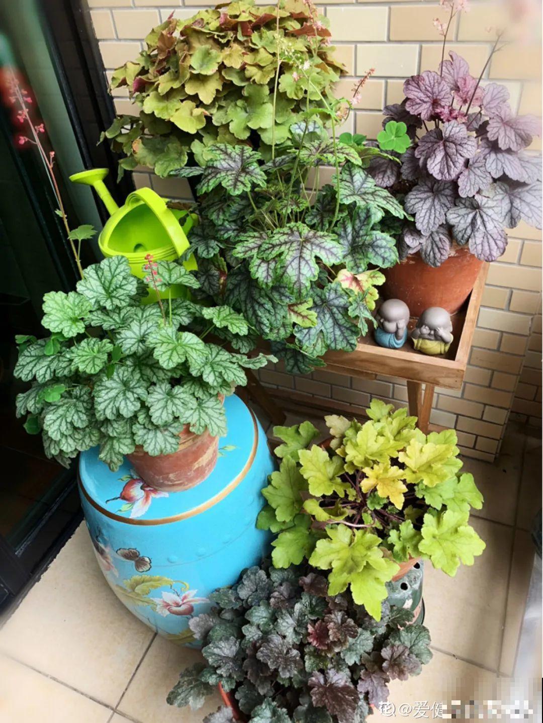 适合懒人养的花，勤快一点就养不好，懒养呼呼长