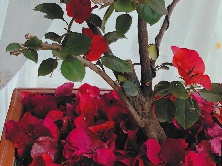 秋天降温快，家里养这9种花，要赶紧搬进屋了