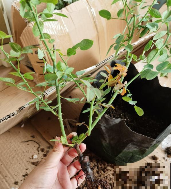 月季开花多与少,全看秋冬会不会养,2个工作要做好! 月季开花多与少,全看秋冬会不会养,2个工作要做好!