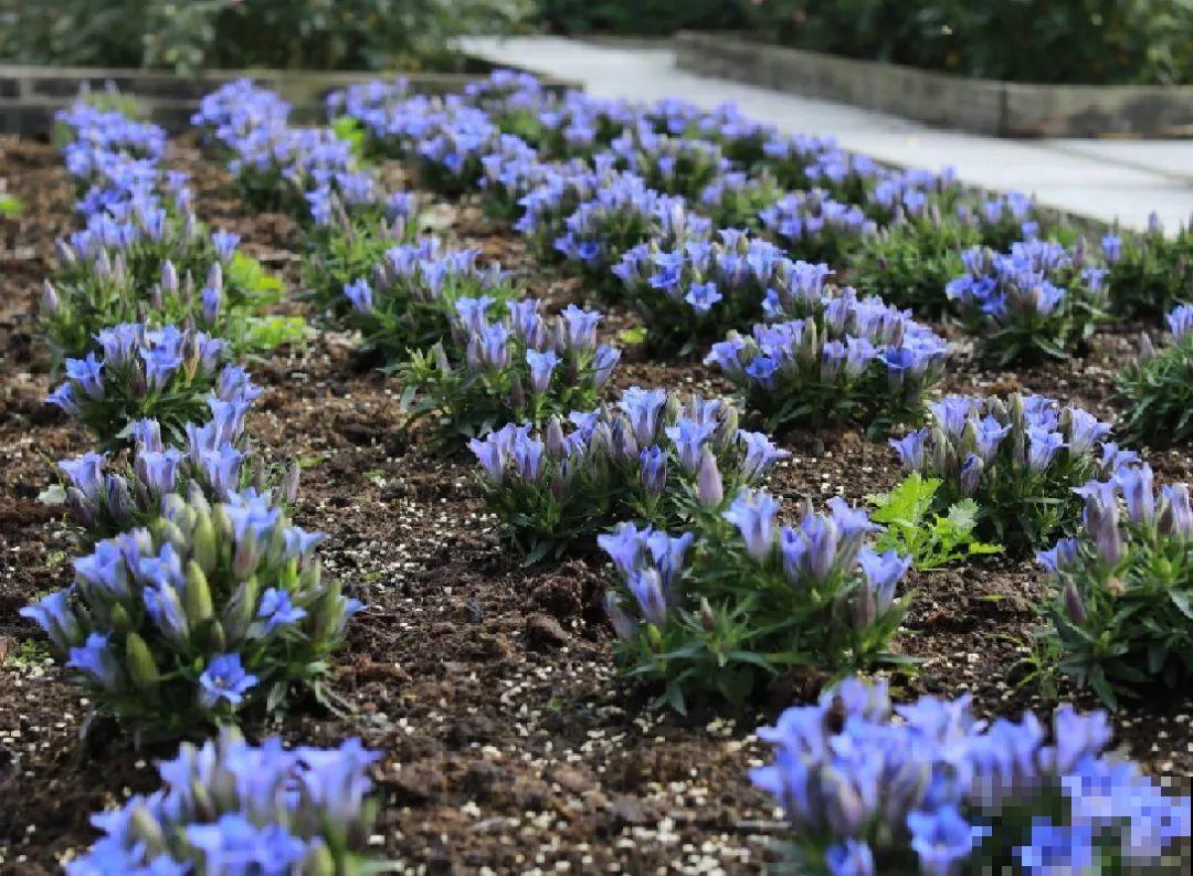 天冷才开的龙胆花，爆了上百朵，零度之下照样美！