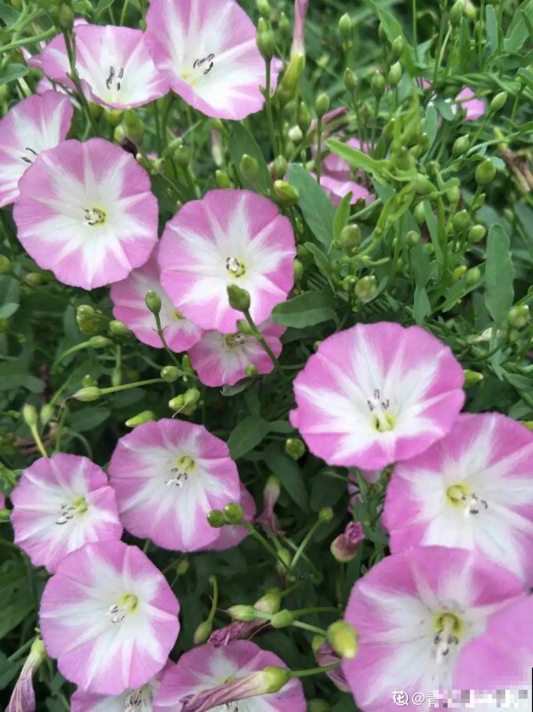 这种花很稀罕,以前喂猪没人要,现在抢破头! 这种花很稀罕,以前喂猪没人要,现在抢破头!