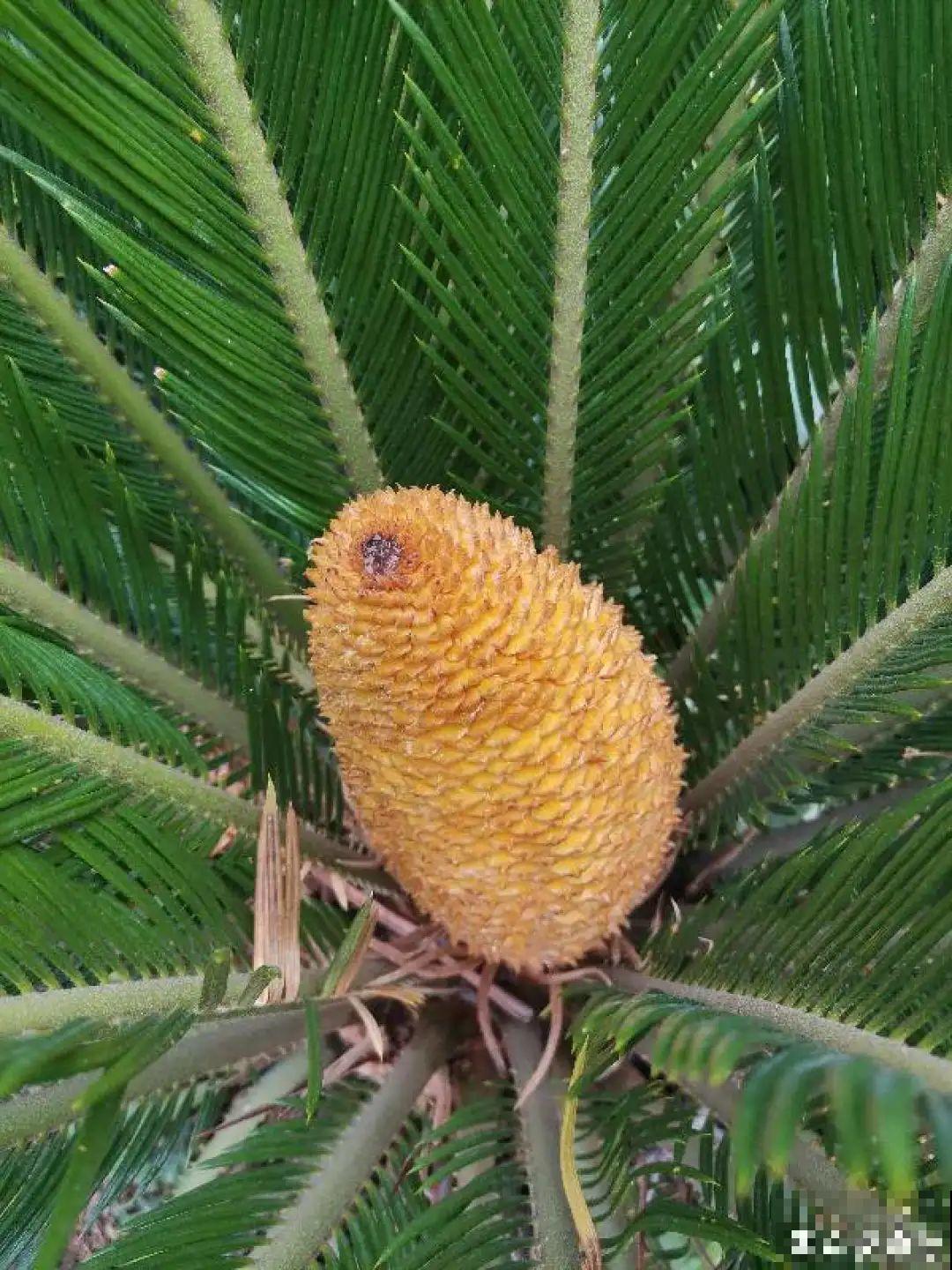 铁树开花，生了一窝“蛋”，千万别乱掏！