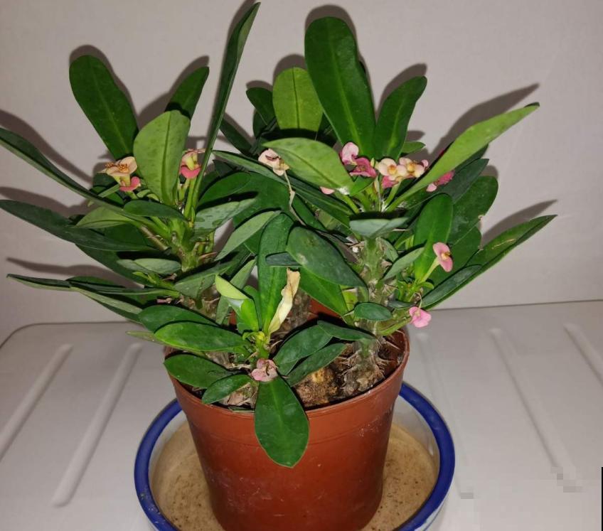 花卉保温有妙招,动一动小手,再降温也不怕! 花卉保温有妙招,动一动小手,再降温也不怕!