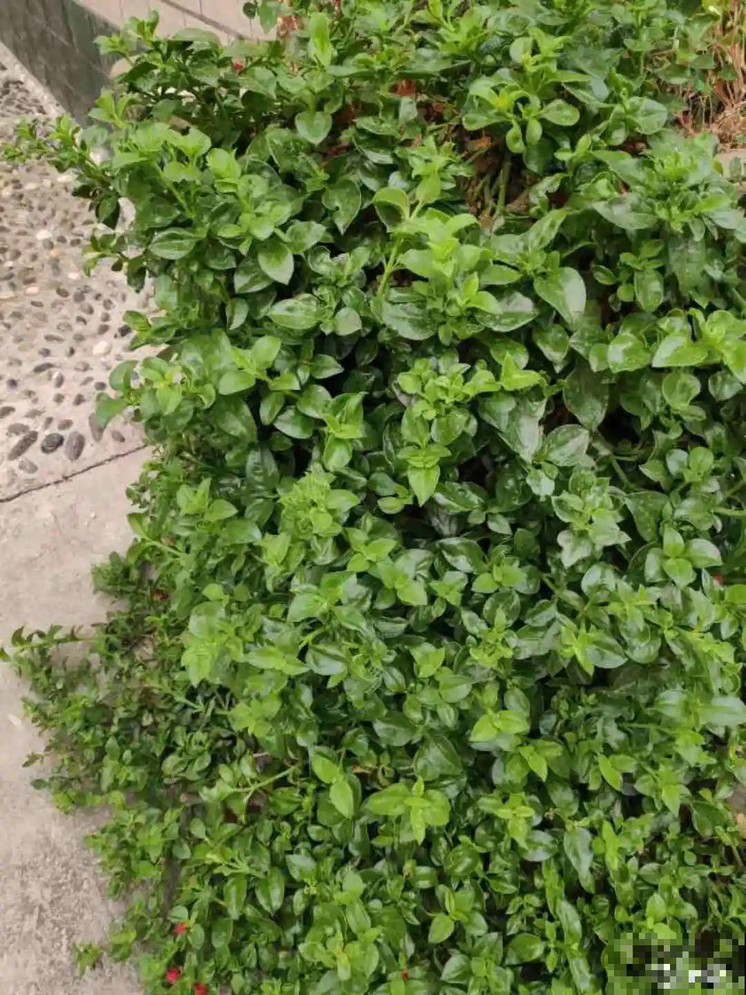 这种花特抗冻,不怕严寒,养死算我输! 这种花特抗冻,不怕严寒,养死算我输!