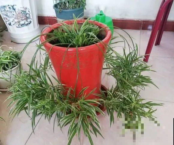 特欠剪的花,越剪越好看,花开不断! 特欠剪的花,越剪越好看,花开不断!