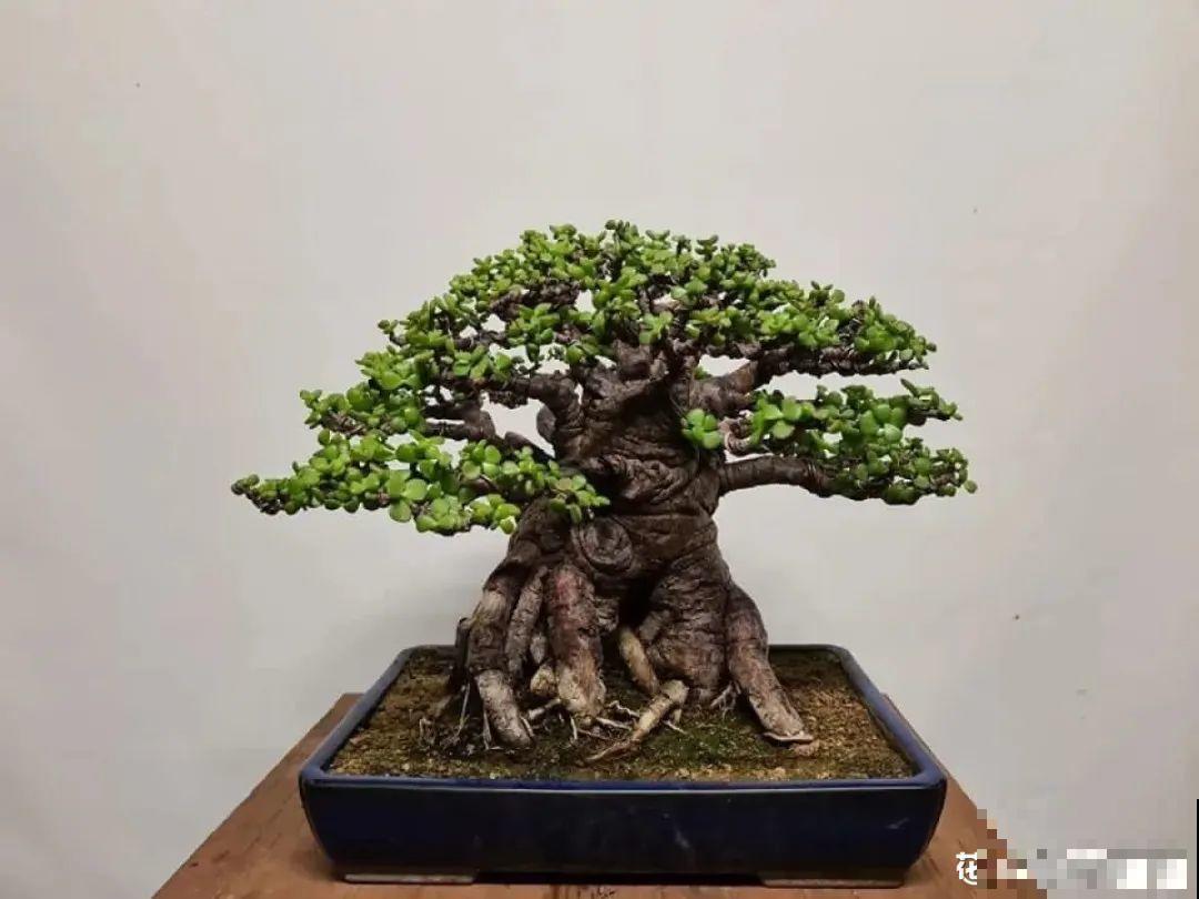 4种花养成老桩，价格能翻好几倍，开花也更多
