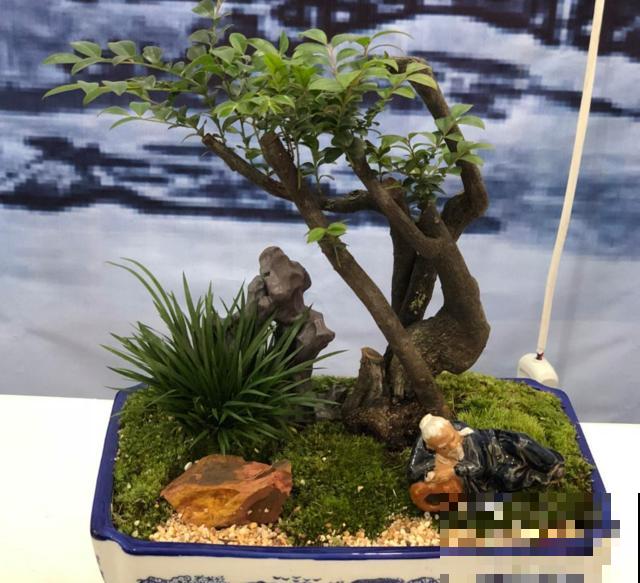 种几棵菖蒲当盆景,气质独特,文人风骨尽显! 种几棵菖蒲当盆景,气质独特,文人风骨尽显!