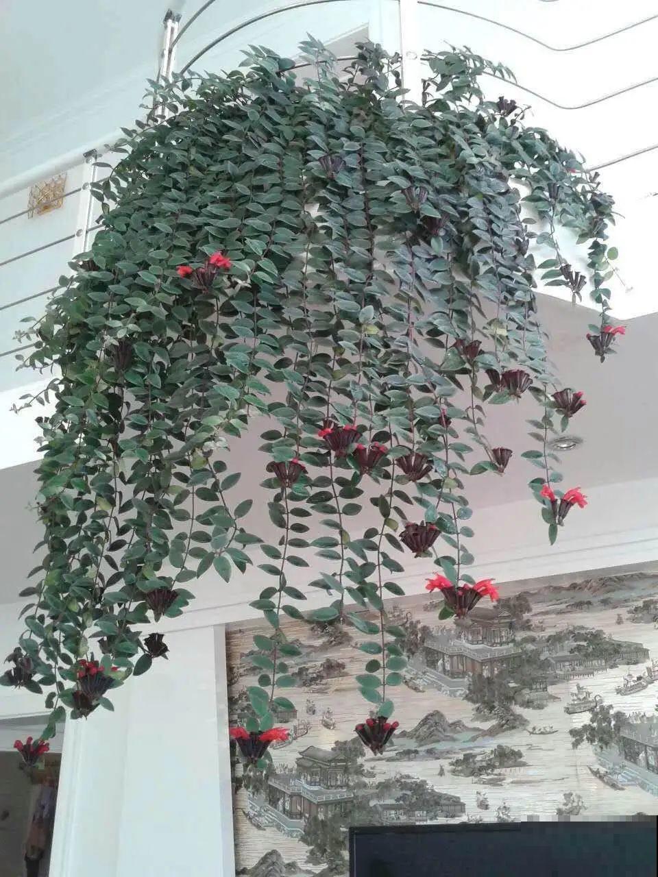 家里养棵球兰，开花漂亮，香味浓郁