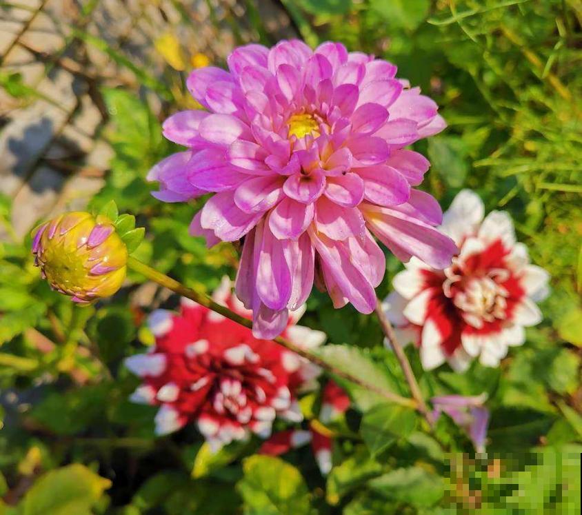 这些花一开始觉得丑,养了之后:真香! 这些花一开始觉得丑,养了之后:真香!