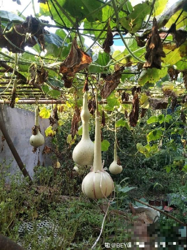 我想有个菜园子,秋天结满新鲜蔬菜,现在正收获! 我想有个菜园子,秋天结满新鲜蔬菜,现在正收获!