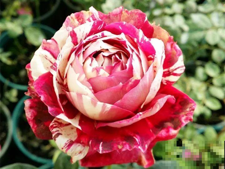 这种花品种多,花型好,养了你就爱上了! 这种花品种多,花型好,养了你就爱上了!