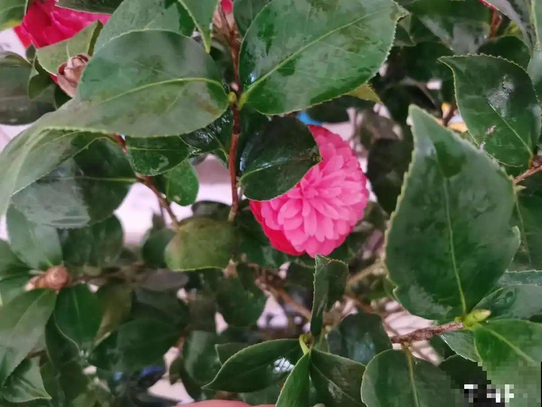 你在哪个城市，最适合养的花就是它！