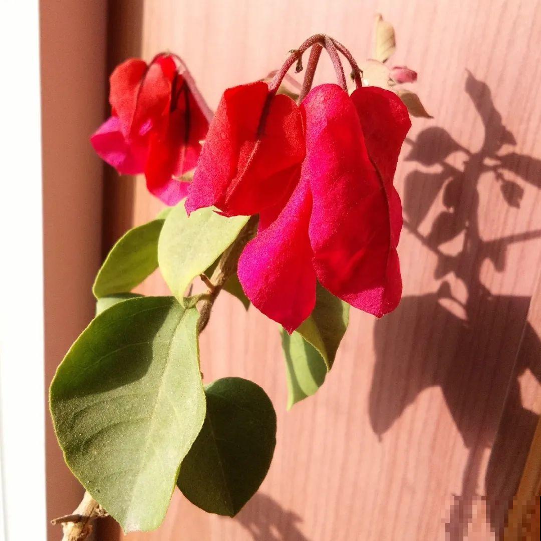 秋天降温快，家里养这9种花，要赶紧搬进屋了