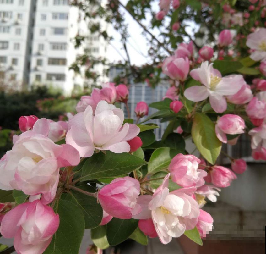 家中养棵西府海棠，赏花吃果，岂不美哉！