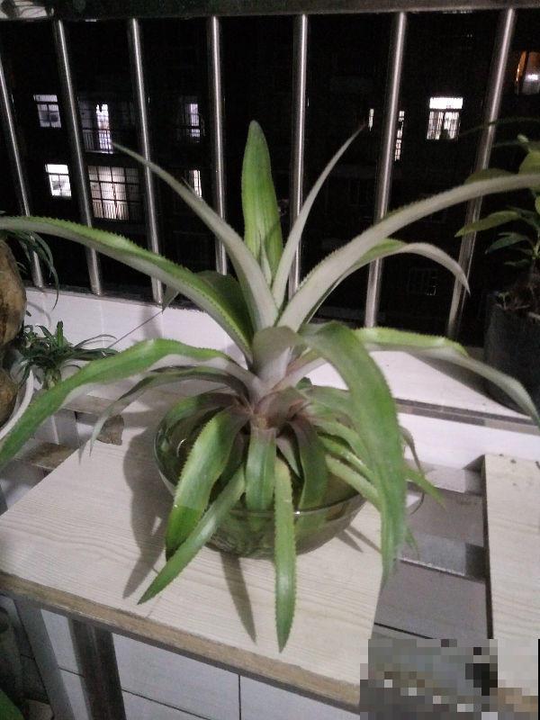 吃完的菠萝别扔，栽到土里还能活，养上几年能结果！