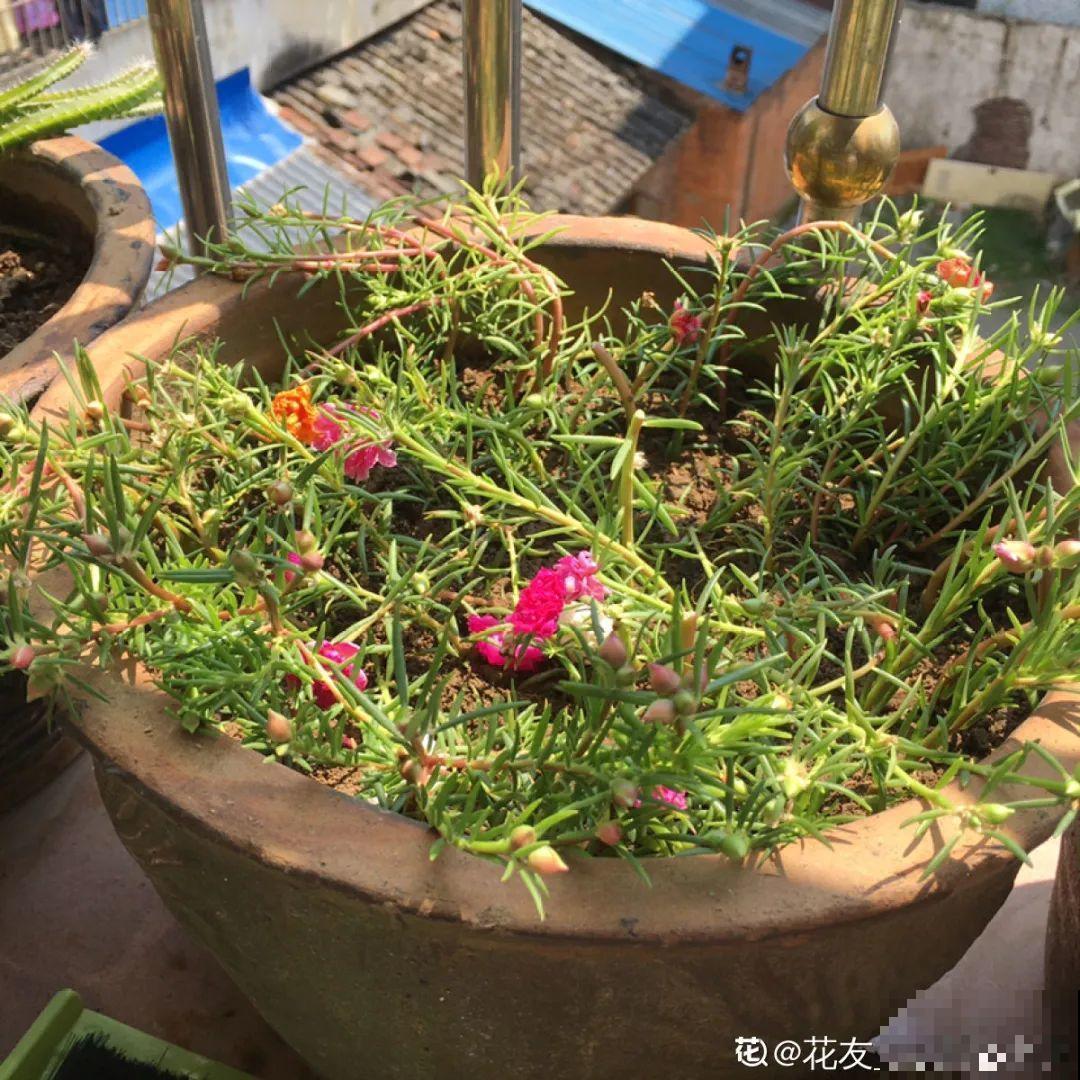 秋天降温快，家里养这9种花，要赶紧搬进屋了