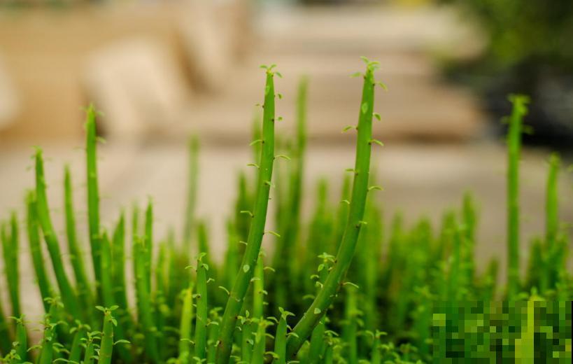 光棍树不好惹，白色液体碰不得，要小心！