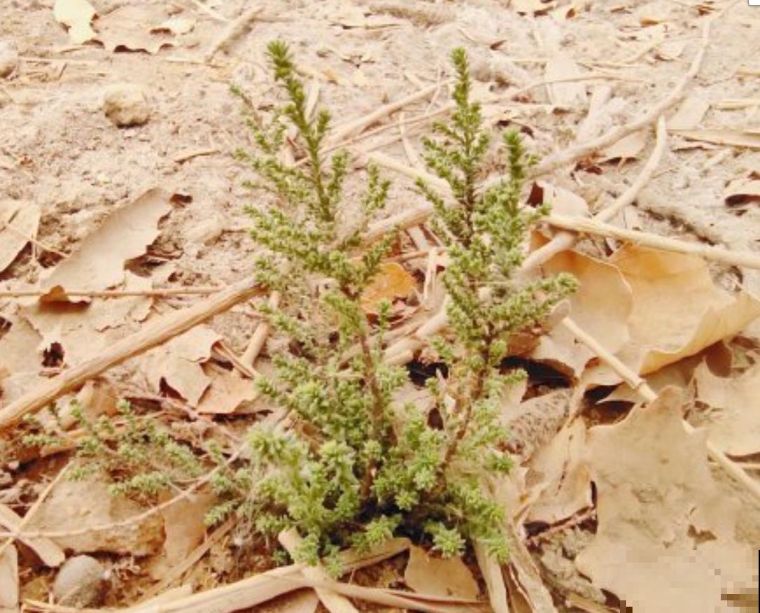 有种伟大叫红柳,生命力极强,一辈子与风沙作斗争! 有种伟大叫红柳,生命力极强,一辈子与风沙作斗争!