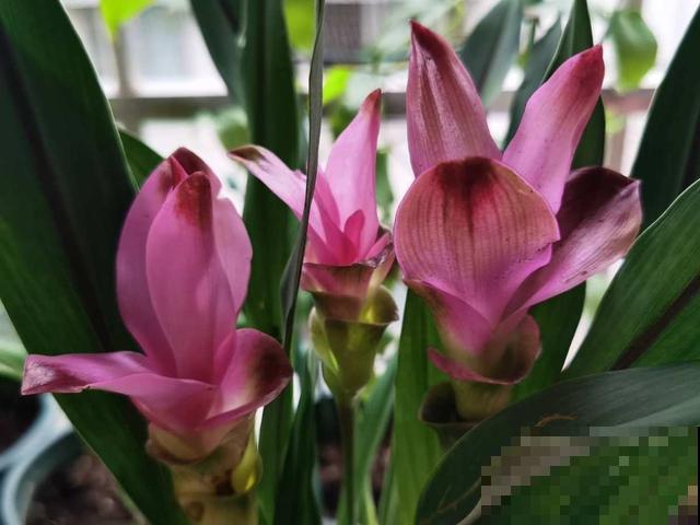 秋天凉风飕飕起，花卉入室要注意，两项工作要做好