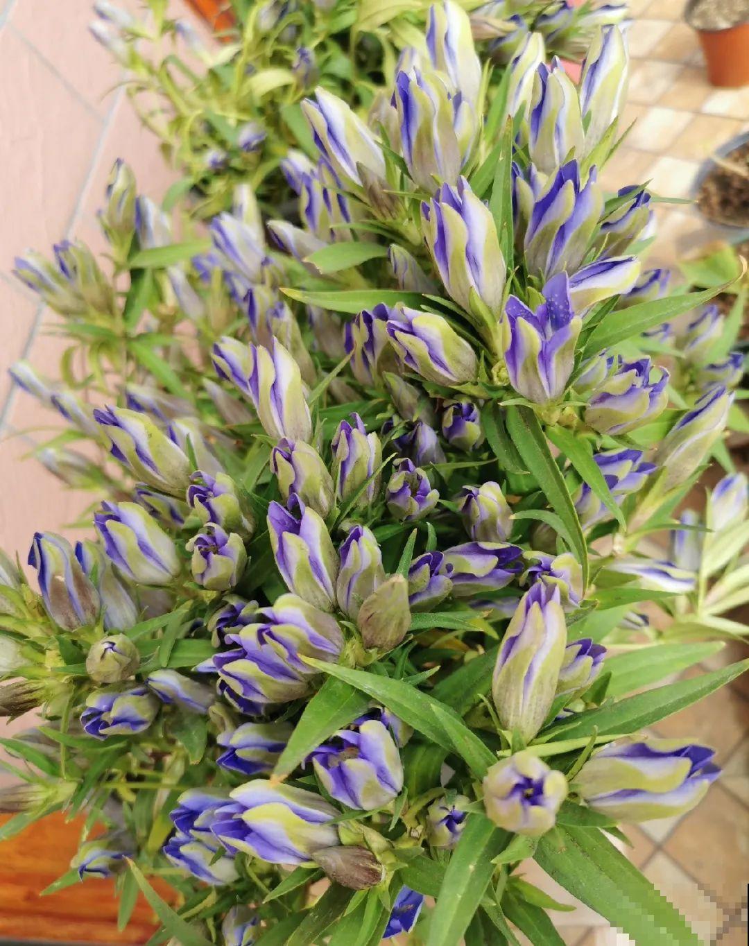 天冷才开的龙胆花，爆了上百朵，零度之下照样美！