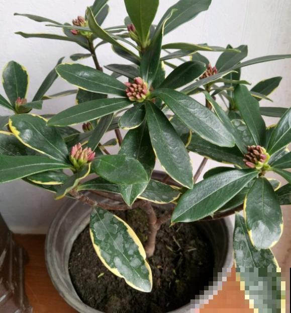 金边瑞香真好看，养起来却挺难，掌握3个要点，花朵美极了