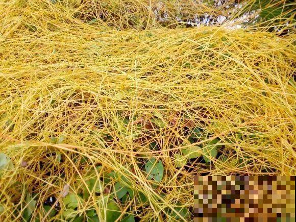 救命！入侵植物爬进院子，三年都杀不完！