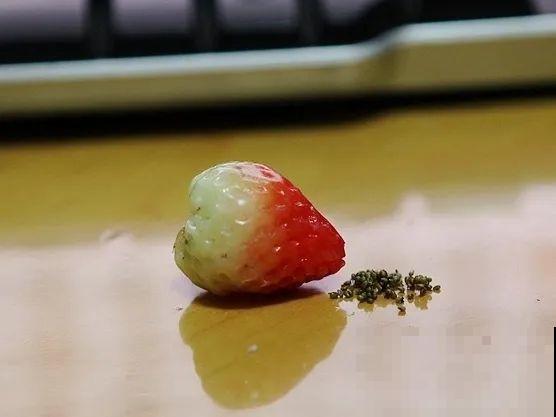 卫生纸催芽法，3天就出芽，根把纸都扎破了！