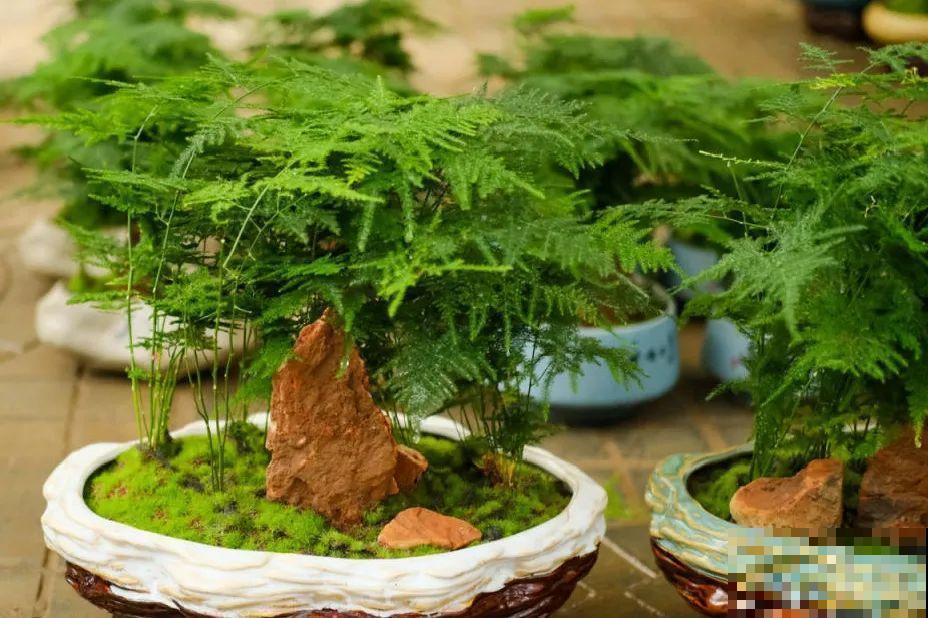 8种花，养嫩不养老，老了要多修剪！