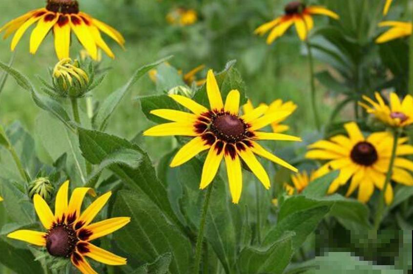 黑心菊特漂亮，院子里种一片黑心菊，太壮观！