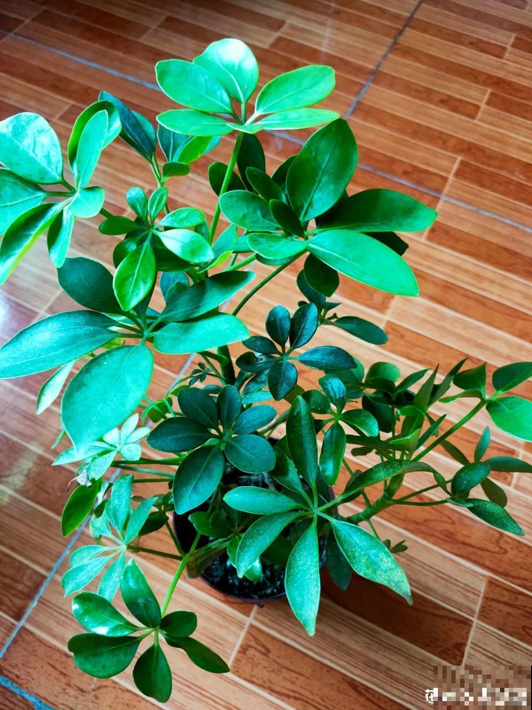 虫子再不杀，花都要死了，活不过今年！