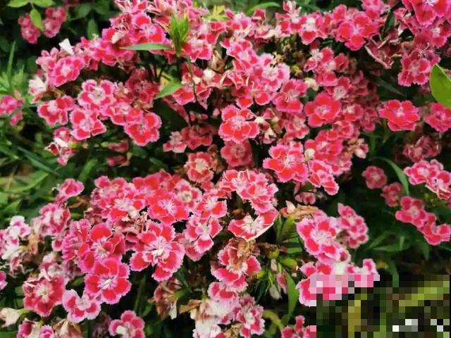 秋分后，绿化带捡种子，回家撒土里就活！